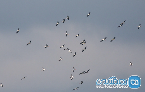 پدیده شگفت انگیز مهاجرت پرندگان شکاری (Batumi Raptor Count 2025)