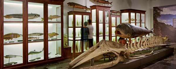 موزه ملی گرجستان