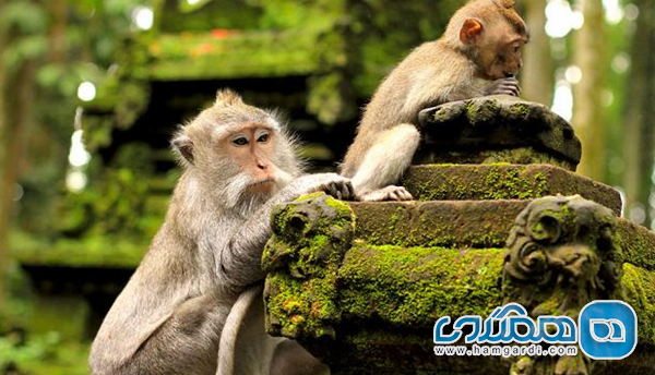 ملاحظات تخصصی سفر به بالی در فصل زمستان (فصل باران)