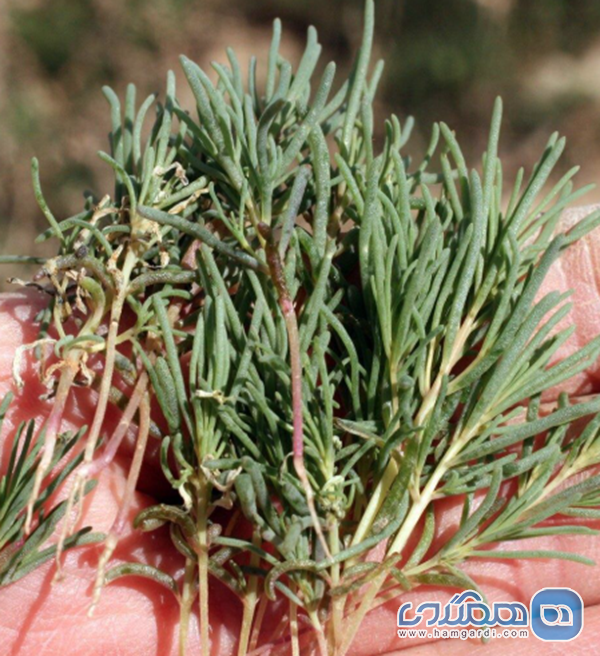 گنجینه های سبزی های خودرو: غذاهای فصلی و ناشناخته جیرفت