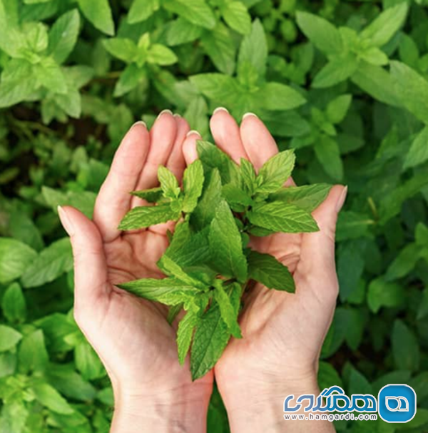 رمز و راز سبزیجات بومی: از چوچاق تا خالواش