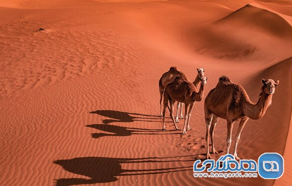 کویر واهب (Wahiba Sands)