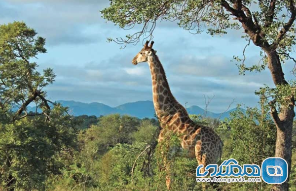 سافاری حیات وحش: مقایسه پارک ملی کروگر و منطقه حفاظت شده پیلانزبرگ