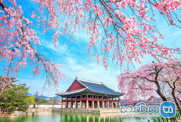 زمان بندی سفر و پیش بینی پدیده ساکورا ۲۰۲۶