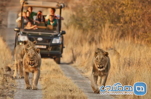 تور آفریقای جنوبی و تور کنیا؛ سفر به قلب حیات وحش