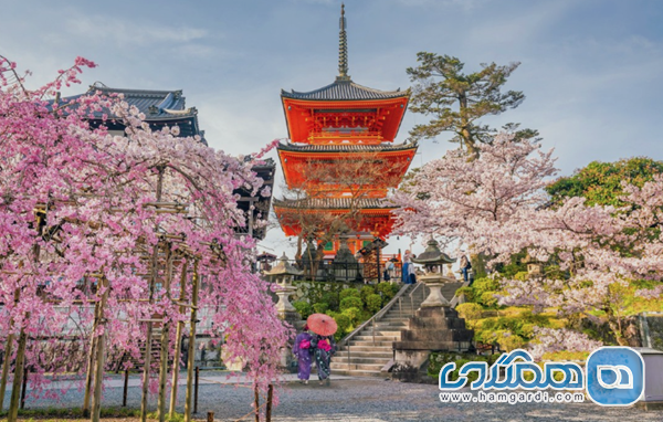 تور ژاپن؛ ضیافت شکوفه های گیلاس