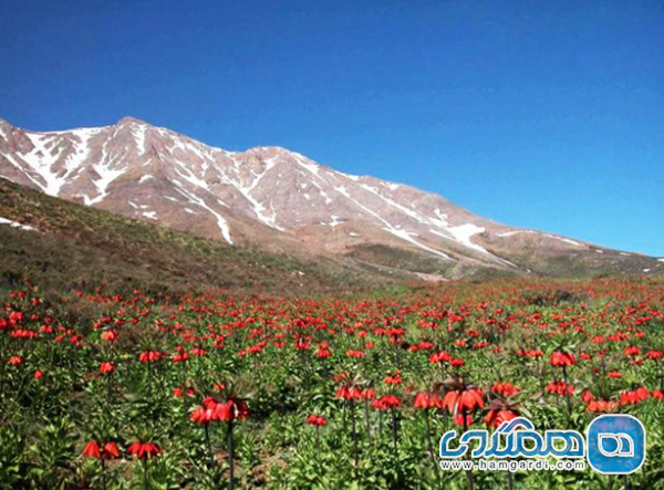 خوانسار و دشت لاله های واژگون