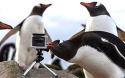 این ویدیو از دوربین گوپرو در دست حیوانات را از دست ندهید!
