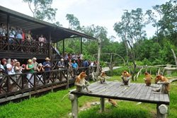 سفر به جزیره میمونهای دماغ دراز، بورنئو، مالزی