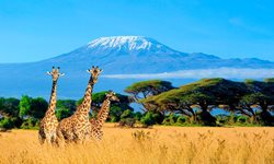 کنیا، مقصدی ایده آل برای علاقمندان به حیات وحش